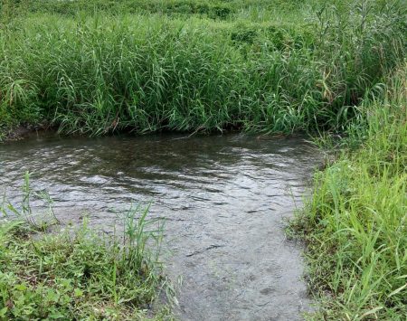 夏の風物詩「ハス」